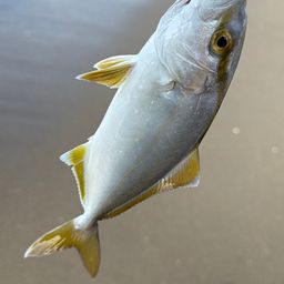 ショゴ