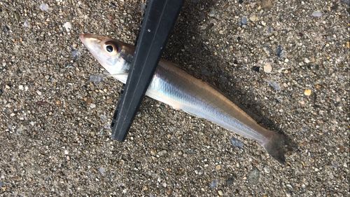 シロギスの釣果