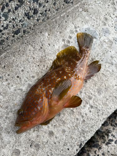 キジハタの釣果