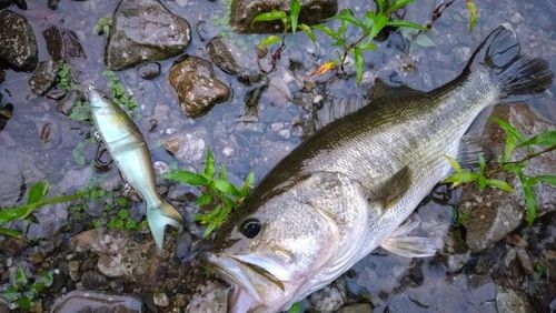 ブラックバスの釣果