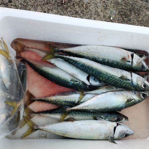 サバの釣果