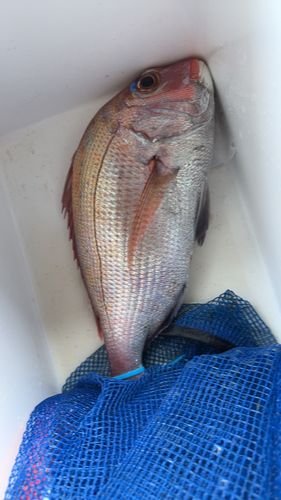 タイの釣果