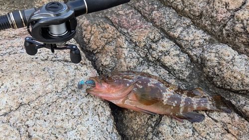 キジハタの釣果