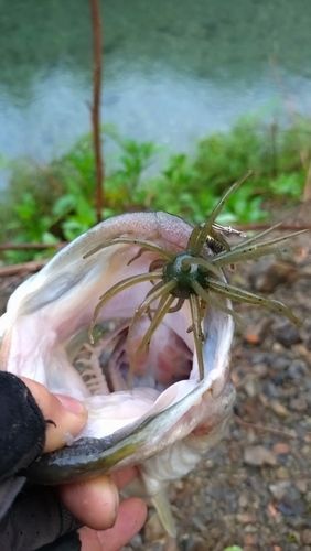 ブラックバスの釣果