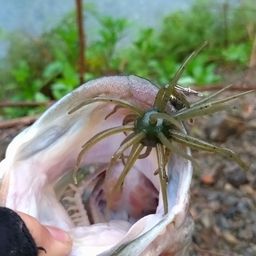 ブラックバス