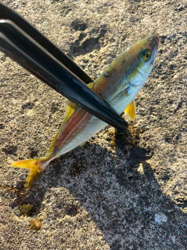 コゾクラの釣果