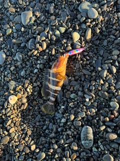 キジハタの釣果