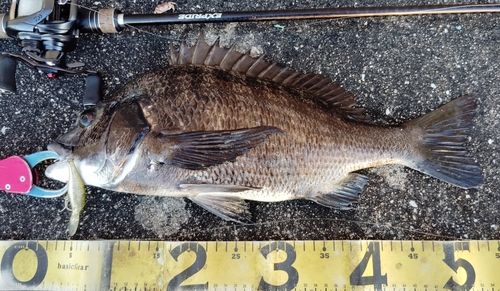 チヌの釣果