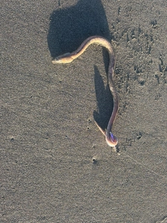 ハモの釣果