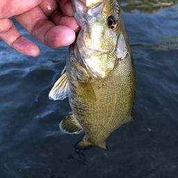 スモールマウスバス