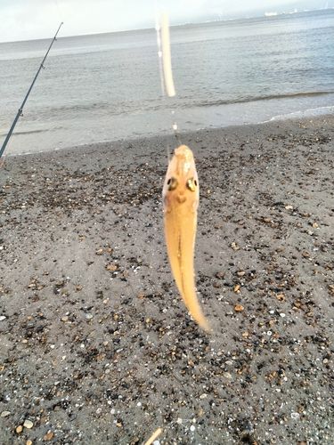 キスの釣果