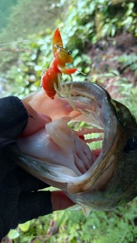 ラージマウスバスの釣果