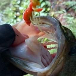 ラージマウスバス