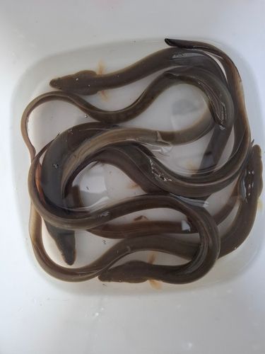 ウナギの釣果