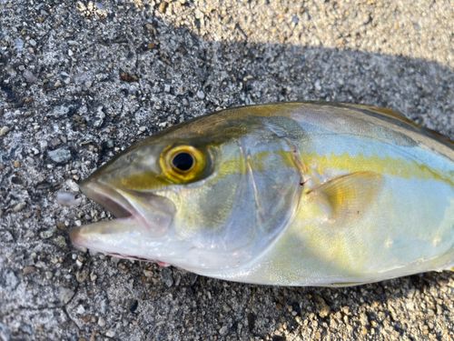 シオの釣果