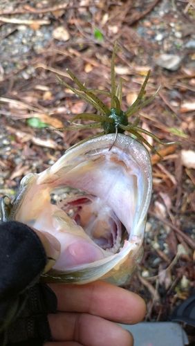 ブラックバスの釣果