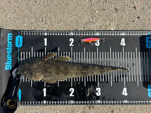 マゴチの釣果