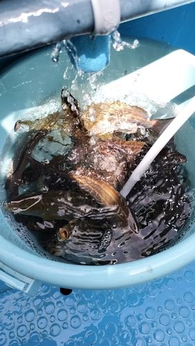 イサキの釣果