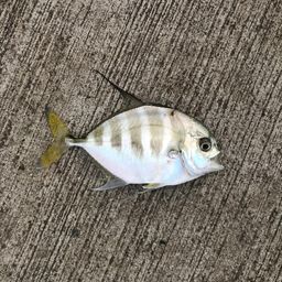 イトヒキアジ