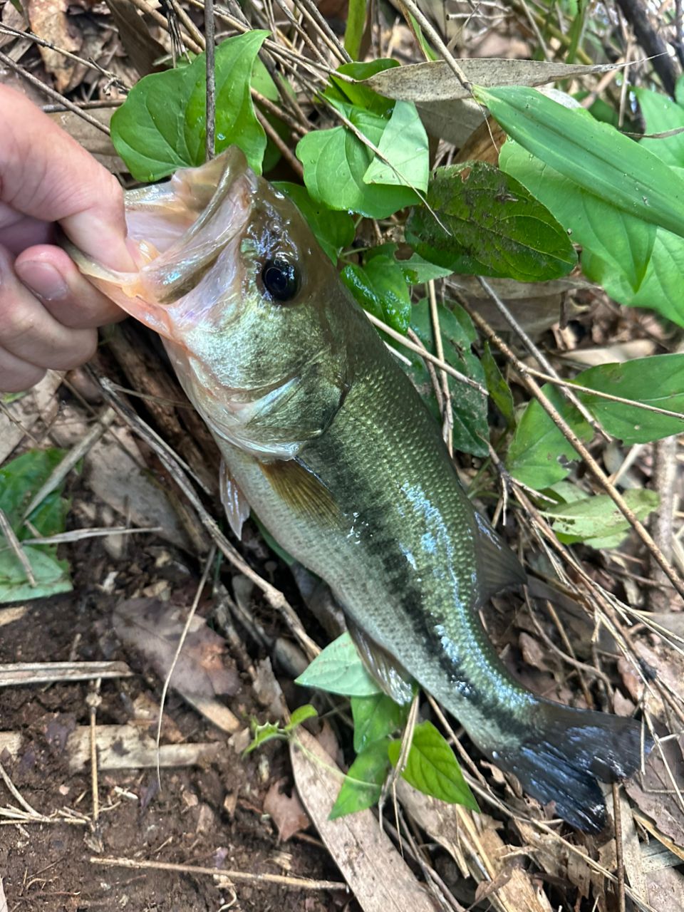 ラージマウスバス