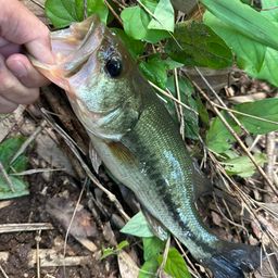 ラージマウスバス