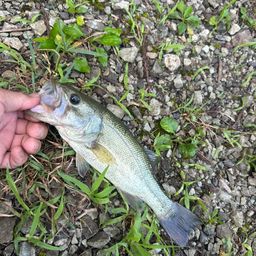 ラージマウスバス