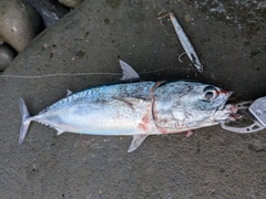 カツオの釣果