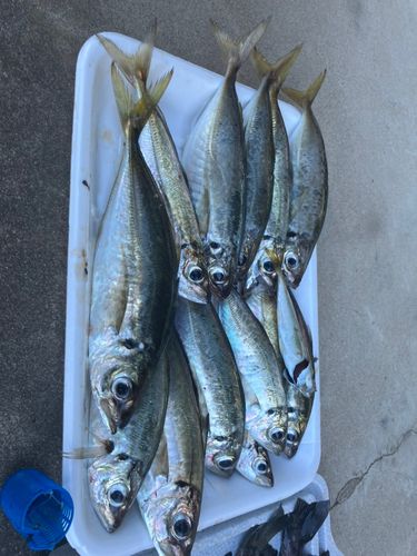 アジの釣果