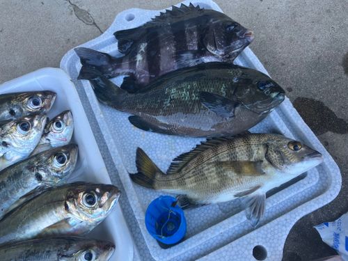 チヌの釣果