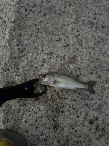 フッコ（マルスズキ）の釣果