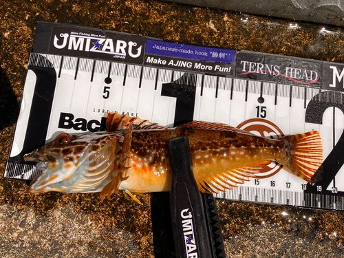 アナハゼの釣果