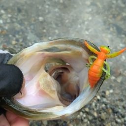 ブラックバス