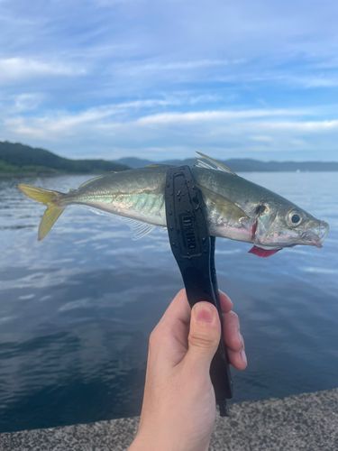 マルアジの釣果