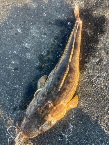 エソの釣果