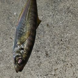 アジ