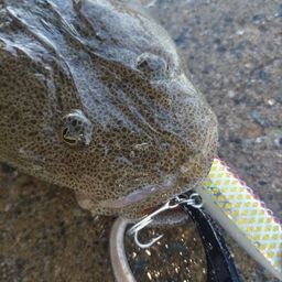 マゴチ