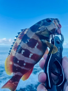 アカハタの釣果