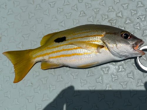 ヤマトビーの釣果