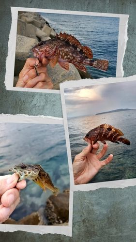 カサゴの釣果