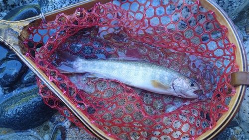 イワナの釣果