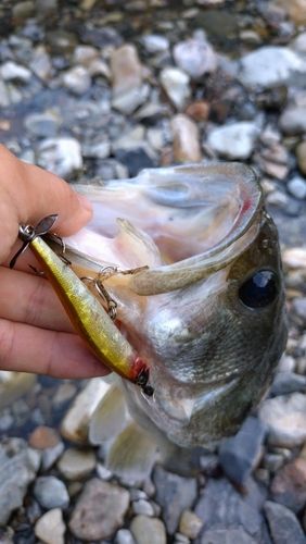ラージマウスバスの釣果