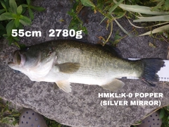 ブラックバスの釣果