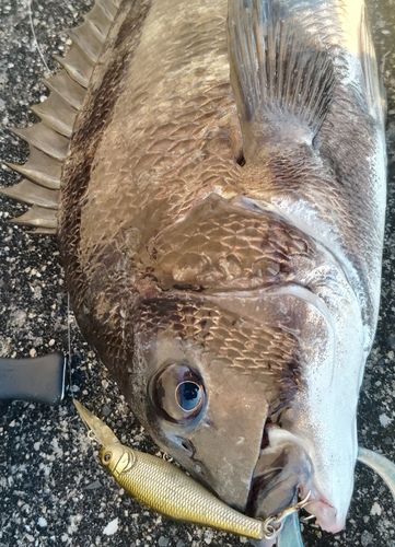チヌの釣果