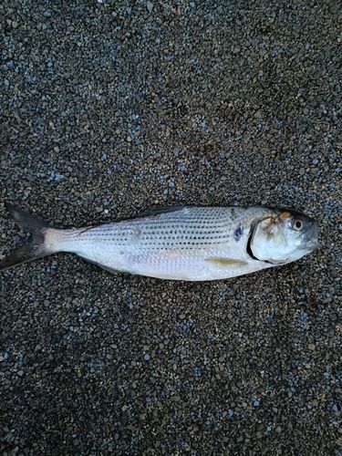 コノシロの釣果