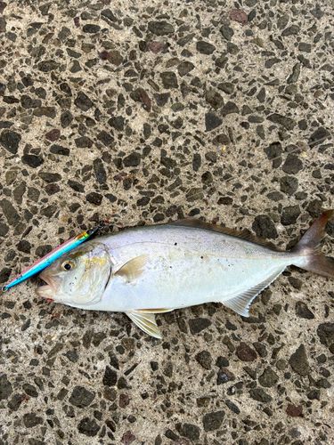 ネリゴの釣果