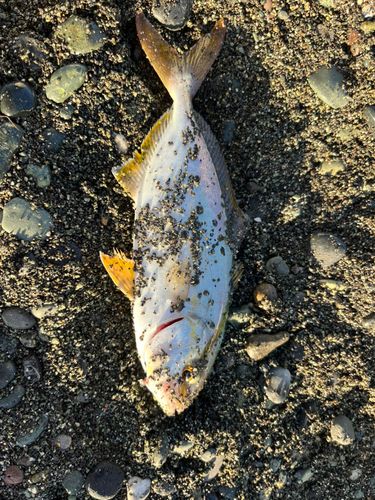 ショゴの釣果