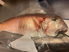 シロアマダイの釣果