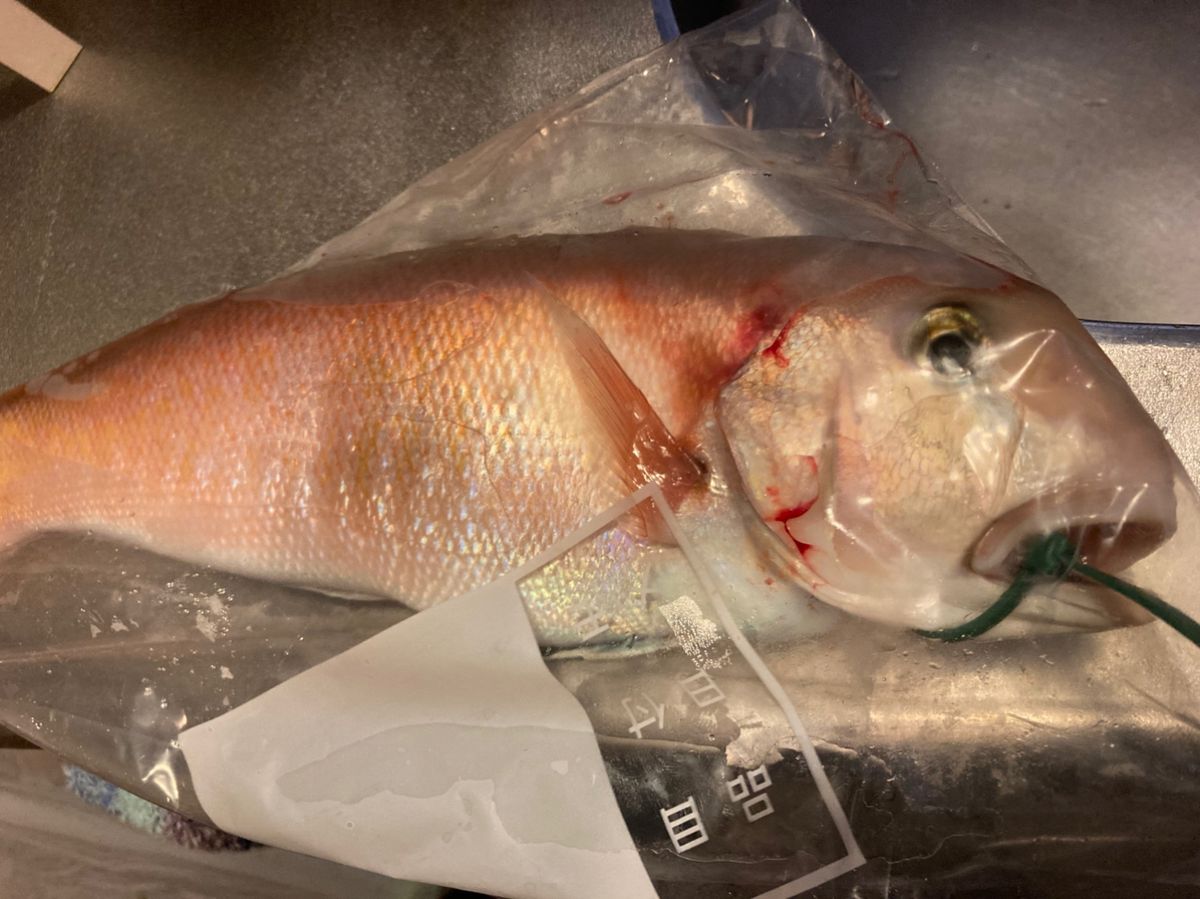 ドッコイサーさんの釣果 1枚目の画像