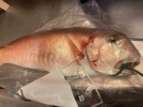 シロアマダイの釣果