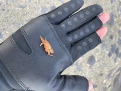カニの釣果